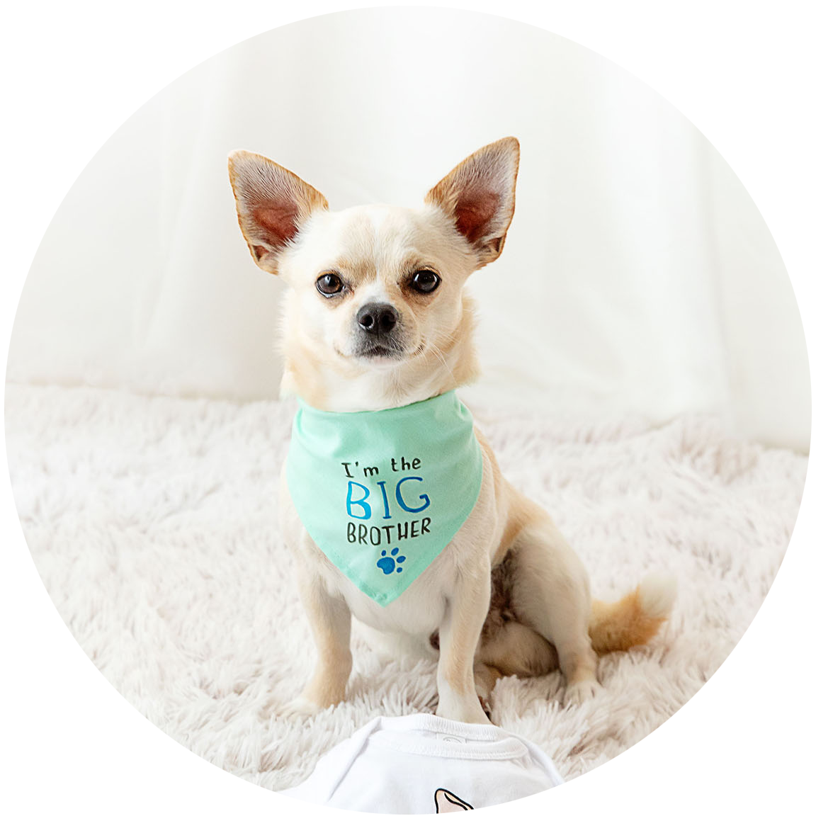 cane chiwawa pet photography